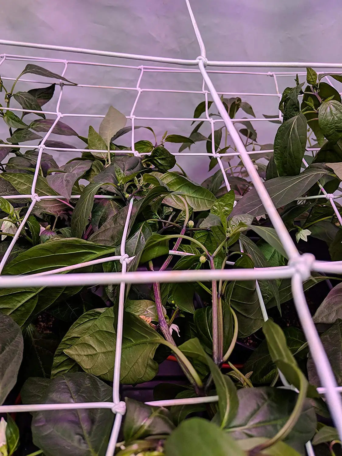 4'' Mesh Grow Tent Trellis Netting, Heavy-Duty Elastic Plant Net with Steel Hooks, Flexible Hydroponics Support for Horticulture