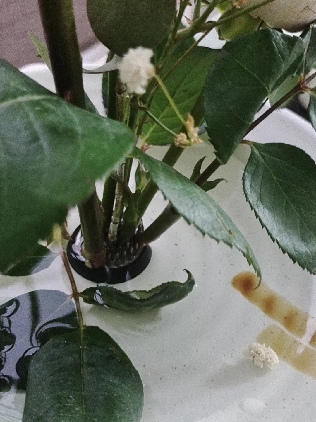 Japanese Ikebana Kenzan Flower Pot Base Holder Frog Floral Metal Tool