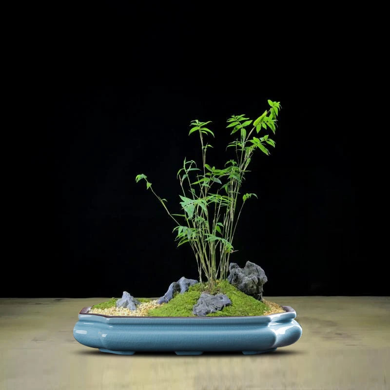 Chinese Purple Sand Ceramic Flowerpot Desktop Large-Diameter Glazed Flowerpot Classical Succulent Landscape Bonsai Flower Pot