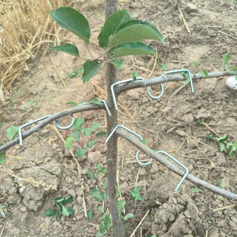 30/50Pcs 4 Size Reusable Branch Limb Spreader Garden Yard Trees Branches Fixator Strong Fruit Tree Support Holder Vine Trainers