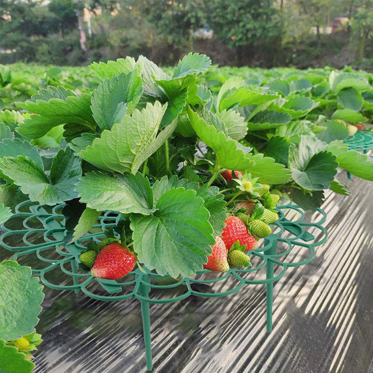 10Pcs Strawberry Supports Strawberry Frame Holder Balcony Planting Rack Plant Flower Stand for Home Garden Decor Supplies
