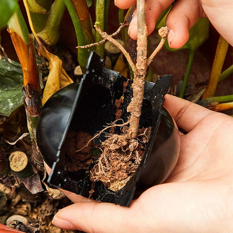 5Pcs Plant Root Growing Boxes Grafting Device Reusable Plant Rooting Device Ball Air Layering Propagation Kit Garden Supplies