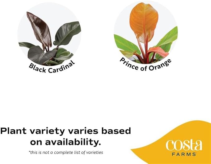 Costa Farms Philodendron Live Plant in Decorative Pot, Air Purifying Indoor Houseplant, Assorted Variety, Home, Room, or Office Decor, House Warming or Birthday Gift, 12-18 Inches Tall, Pack of 2