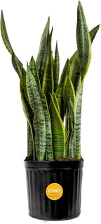 Costa Farms Snake Plant, Live Plant in Plastic Pot, Easy to Maintain, Air Purifying Large Indoor Succulent Houseplant, Assorted Variety, Home, Room, or Office Decor, House Warming Gift, 2-3 Feet Tall