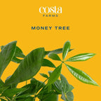 Costa Farms Live Money Tree Plants (2-Pack), Large Indoor Plant 3-4 Feet Tall with Braided Trunk, Easy Care Floor Houseplants in 10-Inch Decor Pots, Pet Friendly Housewarming Gift & Office Decor
