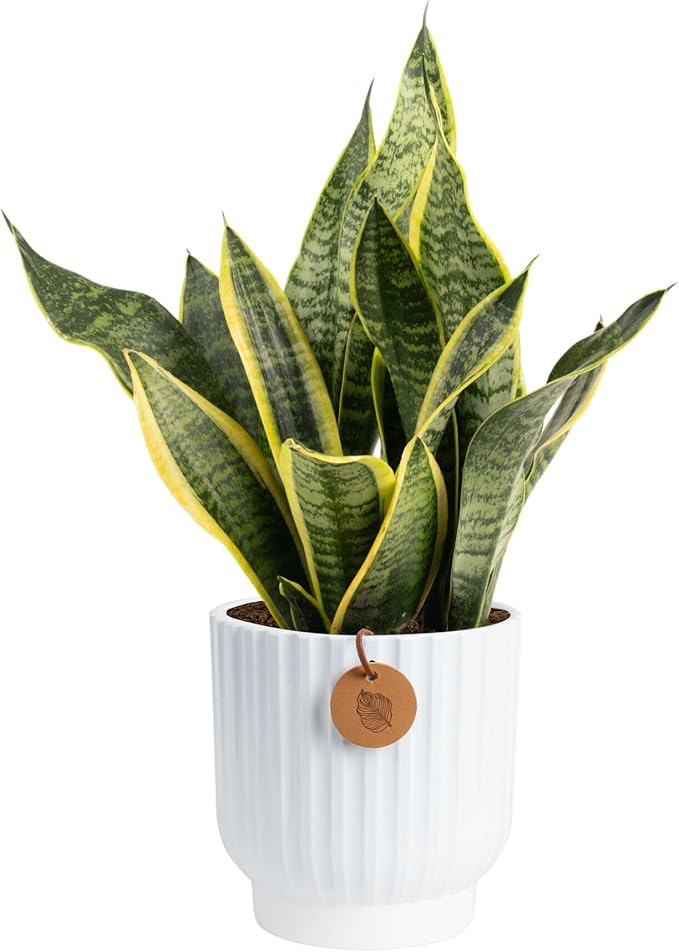 Costa Farms Snake Plant, Live Plant in Decorative Pot, Easy to Maintain, Air Purifying Succulent Indoor Houseplant Assorted Variety, Home, Room, or Office Décor, 12-20 Inches Tall