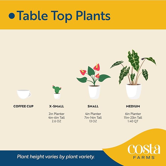 Costa Farms Philodendron Live Plant in Decorative Pot, Air Purifying Indoor Houseplant, Assorted Variety, Home, Room, or Office Decor, House Warming or Birthday Gift, 12-18 Inches Tall, Pack of 2