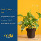 Costa Farms Live Indoor House Plants (6-Pack), Hand Selected Easy to Maintain Indoor Assorted Houseplants, Curated Air Purifying Mix, Low Light, Home Office Decor Plant Gift