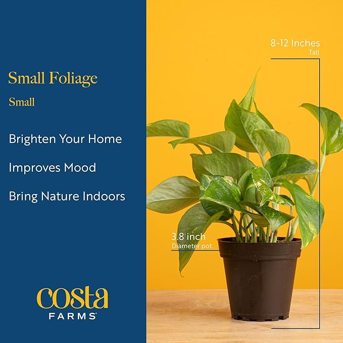 Costa Farms Live Indoor House Plants (6-Pack), Hand Selected Easy to Maintain Indoor Assorted Houseplants, Curated Air Purifying Mix, Low Light, Home Office Decor Plant Gift