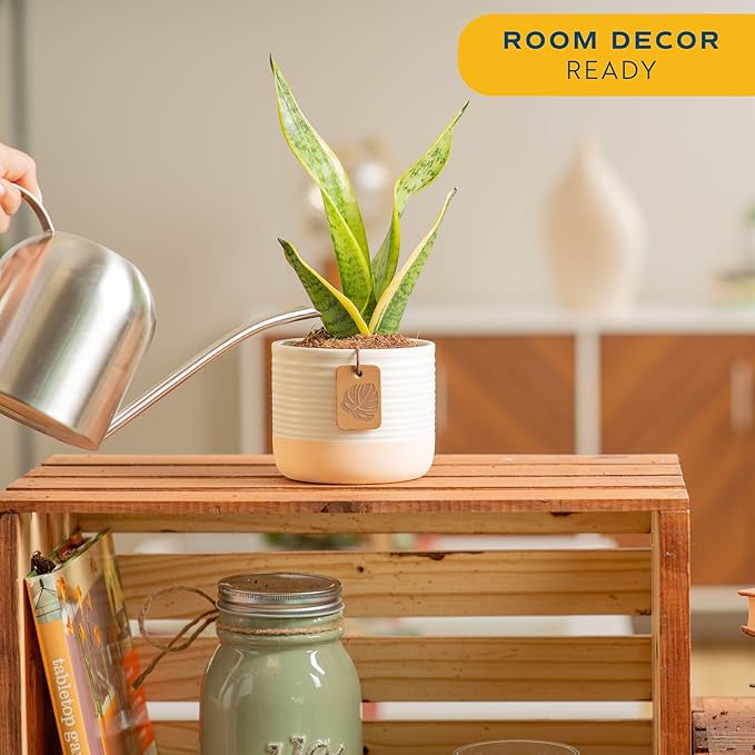 Costa Farms Snake Plant Live Houseplant, Sansevieria in 4-Inch Decor Pot, Live Indoor Plant for Low Light, Easy Care Succulent for Plant Shelf, Home Decor & Office Desk, 8-12 Inches Tall
