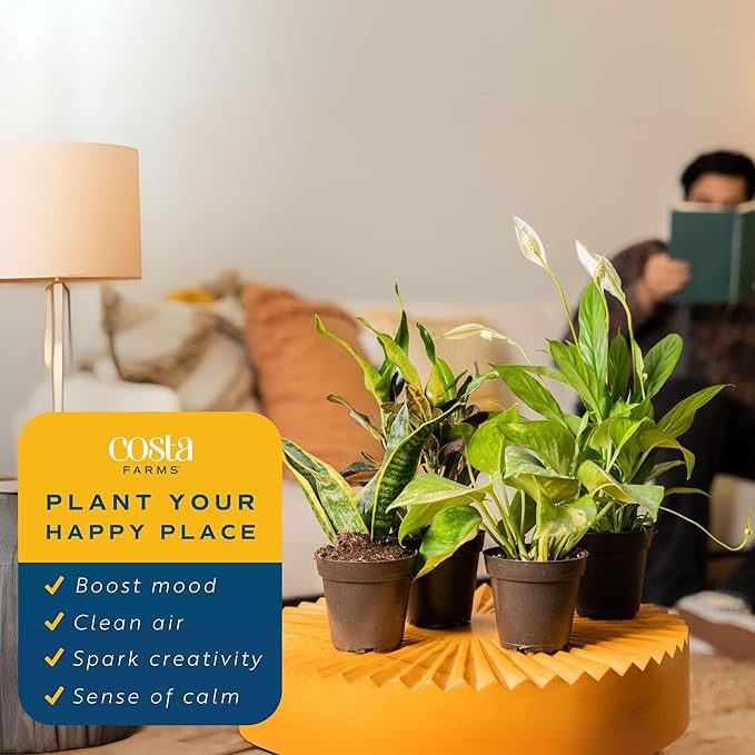 Costa Farms Live Indoor House Plants (6-Pack), Hand Selected Easy to Maintain Indoor Assorted Houseplants, Curated Air Purifying Mix, Low Light, Home Office Decor Plant Gift