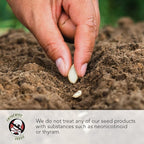 Seed Needs Italian Herb Seed Packet Collection (5 Individual Seed Varieties for Planting) Non-GMO & Untreated - Oregano, Basil, Rosemary, Sage and Parsley