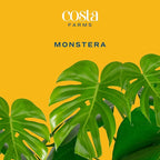 Costa Farms Monstera, Swiss Cheese Plant Live Plants in Decorative Pot,Large Indoor Houseplant, Perfect for Home, Room, or Office Decor, Great House Warming or Birthday Gift, 2-3 Feet Tall, Pack of 2
