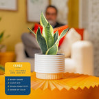 Costa Farms Snake Plant, Sansevieria Live Plant in Decorative Pot, Easy to Maintain, Air Purifying Succulent Indoor Houseplant, Assorted Variety, Home, Room, or Office Décor, 8-12 Inches Tall