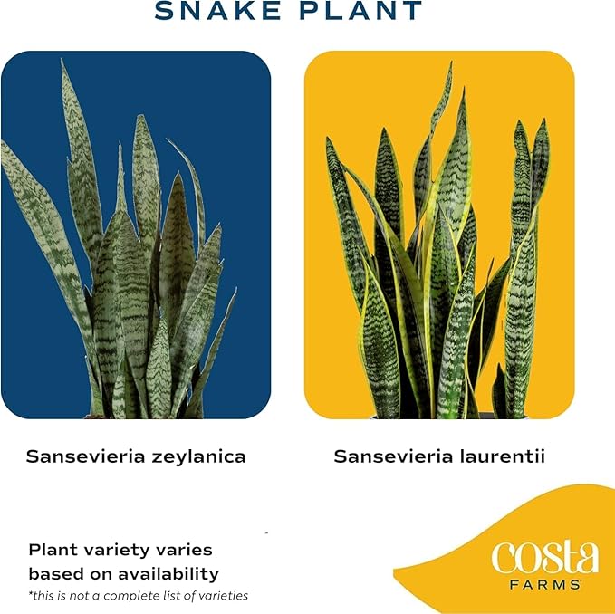 Costa Farms Snake Plant Live Houseplant, Sansevieria in 4-Inch Decor Pot, Live Indoor Plant for Low Light, Easy Care Succulent for Plant Shelf, Home Decor & Office Desk, 8-12 Inches Tall