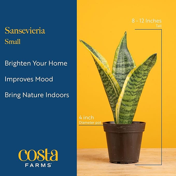 Costa Farms Snake Plant Live Houseplant, Sansevieria in 4-Inch Decor Pot, Live Indoor Plant for Low Light, Easy Care Succulent for Plant Shelf, Home Decor & Office Desk, 8-12 Inches Tall
