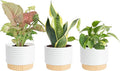 Costa Farms Live Indoor House Plants (3-Pack), Hand Selected Easy to Maintain Indoor Assorted Houseplants in Plant Pots, Curated Air Purifying Mix, Low Light, Home Office Decor Plant Gift