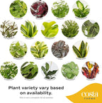 Costa Farms Live Indoor House Plants (3-Pack), Hand Selected Easy to Maintain Indoor Assorted Houseplants in Plant Pots, Curated Air Purifying Mix, Low Light, Home Office Decor Plant Gift