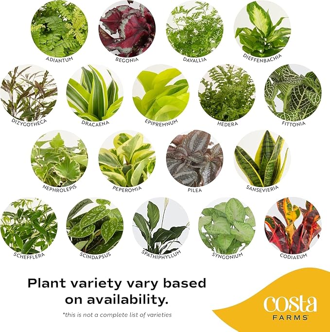Costa Farms Live Indoor House Plants (6-Pack), Hand Selected Easy to Maintain Indoor Assorted Houseplants, Curated Air Purifying Mix, Low Light, Home Office Decor Plant Gift