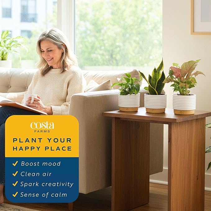 Costa Farms Live Indoor House Plants (3-Pack), Hand Selected Easy to Maintain Indoor Assorted Houseplants in Plant Pots, Curated Air Purifying Mix, Low Light, Home Office Decor Plant Gift