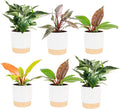Costa Farms Live Philodendron Indoor Plants (6-Pack), Hand-Selected Assorted Easy Care Houseplants in 6-Inch Decorative Pots, Tropical Indoor Plant Mix, Air Purifying Room Decor, 12-18 Inches Tall