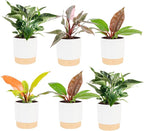 Costa Farms Live Philodendron Indoor Plants (6-Pack), Hand-Selected Assorted Easy Care Houseplants in 6-Inch Decorative Pots, Tropical Indoor Plant Mix, Air Purifying Room Decor, 12-18 Inches Tall
