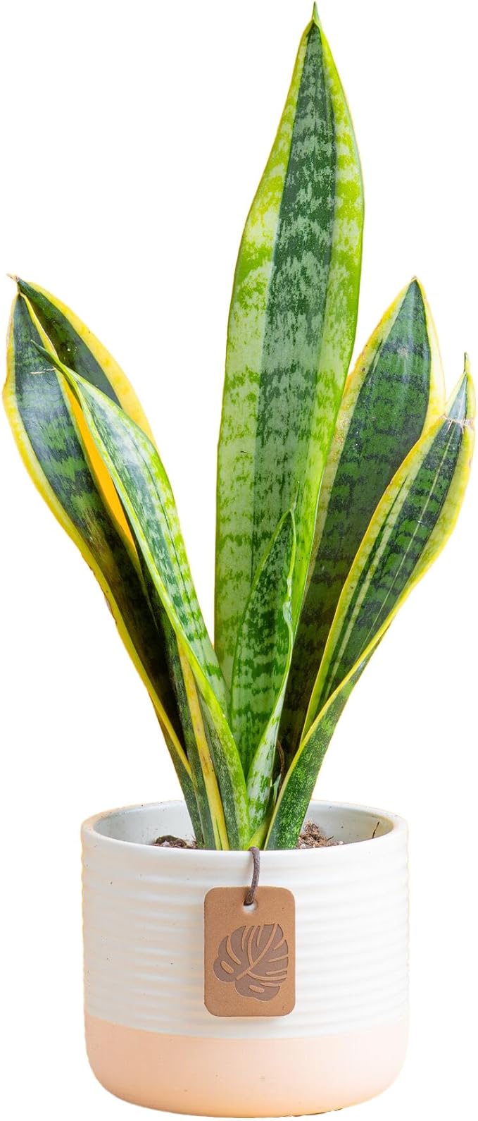 Costa Farms Snake Plant Live Houseplant, Sansevieria in 4-Inch Decor Pot, Live Indoor Plant for Low Light, Easy Care Succulent for Plant Shelf, Home Decor & Office Desk, 8-12 Inches Tall