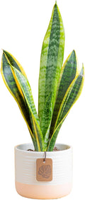 Costa Farms Snake Plant Live Houseplant, Sansevieria in 4-Inch Decor Pot, Live Indoor Plant for Low Light, Easy Care Succulent for Plant Shelf, Home Decor & Office Desk, 8-12 Inches Tall