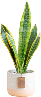 Costa Farms Snake Plant Live Houseplant, Sansevieria in 4-Inch Decor Pot, Live Indoor Plant for Low Light, Easy Care Succulent for Plant Shelf, Home Decor & Office Desk, 8-12 Inches Tall