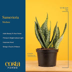 Costa Farms Snake Plant, Mother-in-Law's Tongue Live Plant in Decorative Pot, Large Easy to Maintain Indoor Succulent Houseplant Assorted Variety, Home, Room, or Office Décor, 12-20 Inches Tall