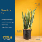 Costa Farms Snake Plant, Live Plant in Plastic Pot, Easy to Maintain, Air Purifying Large Indoor Succulent Houseplant, Assorted Variety, Home, Room, or Office Decor, House Warming Gift, 2-3 Feet Tall