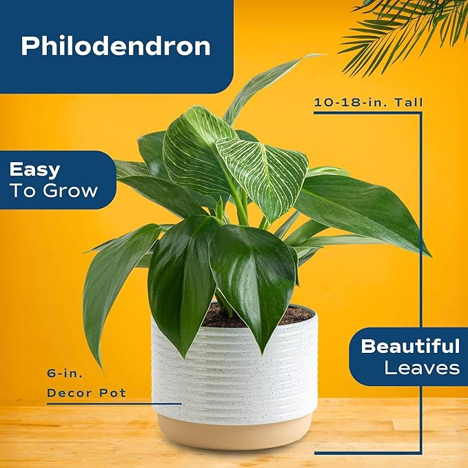 Costa Farms Live Philodendron Indoor Plants (6-Pack), Hand-Selected Assorted Easy Care Houseplants in 6-Inch Decorative Pots, Tropical Indoor Plant Mix, Air Purifying Room Decor, 12-18 Inches Tall