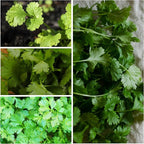 Seed Needs Cilantro & Dill Seeds for Planting Fresh Kitchen Herbs - Non-GMO Heirloom & Untreated Perennial Herb Seed to Plant a Culinary Garden Indoors or Outdoors (2 Packs)