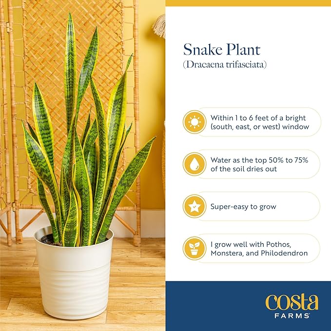Costa Farms Snake Plant, Mother-in-Law's Tongue Live Plant in Decorative Pot, Large Easy to Maintain Indoor Succulent Houseplant, Assorted Variety, Home, Room, or Office Décor, 2-3 Feet Tall