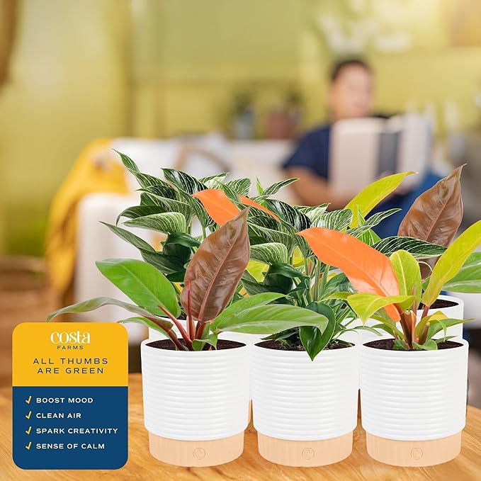 Costa Farms Live Philodendron Indoor Plants (6-Pack), Hand-Selected Assorted Easy Care Houseplants in 6-Inch Decorative Pots, Tropical Indoor Plant Mix, Air Purifying Room Decor, 12-18 Inches Tall