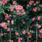 Metal Garden Fence 24 inch H x 24 inch W (10 Panels, Total Length 20 ft) Decorative Fence Border Fence Landscape Fencing for Dog, Flower Bed, Yard, Animal Barrier