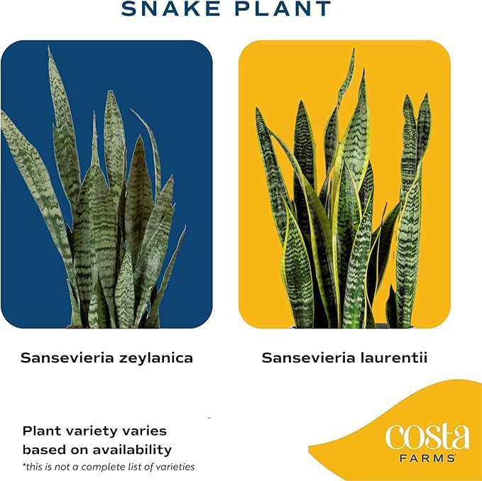 Costa Farms Snake Plant, Live Plant in Decorative Pot, Easy to Maintain, Air Purifying Succulent Indoor Houseplant Assorted Variety, Home, Room, or Office Décor, 12-20 Inches Tall