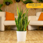 Costa Farms Snake Plant, Mother-in-Law's Tongue Live Plant in Decorative Pot, Large Easy to Maintain Indoor Succulent Houseplant, Assorted Variety, Home, Room, or Office Décor, 2-3 Feet Tall