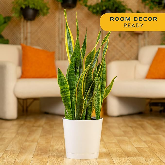 Costa Farms Snake Plant, Mother-in-Law's Tongue Live Plant in Decorative Pot, Large Easy to Maintain Indoor Succulent Houseplant, Assorted Variety, Home, Room, or Office Décor, 2-3 Feet Tall