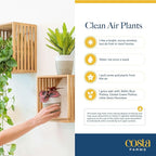 Costa Farms Live Indoor House Plants (3-Pack), Hand Selected Easy to Maintain Indoor Assorted Houseplants in Plant Pots, Curated Air Purifying Mix, Low Light, Home Office Decor Plant Gift