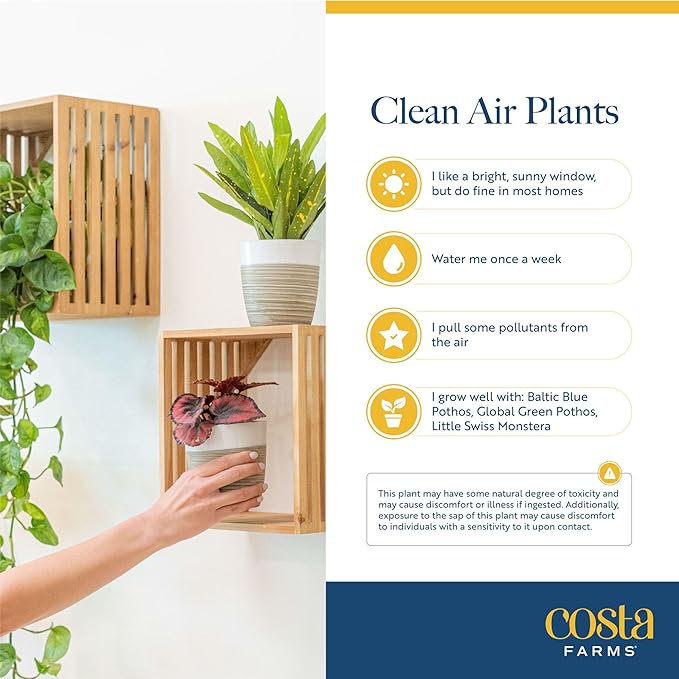 Costa Farms Live Indoor House Plants (6-Pack), Hand Selected Easy to Maintain Indoor Assorted Houseplants, Curated Air Purifying Mix, Low Light, Home Office Decor Plant Gift