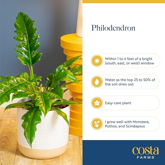 Costa Farms Live Philodendron Indoor Plants (6-Pack), Hand-Selected Assorted Easy Care Houseplants in 6-Inch Decorative Pots, Tropical Indoor Plant Mix, Air Purifying Room Decor, 12-18 Inches Tall
