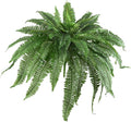 Nearly Natural 48-in Artificial Boston Fern, Large Hanging Fake Plant Wall Decor with 67 Fronds, Faux Fern Vines that Look Real for Home and Office Decor