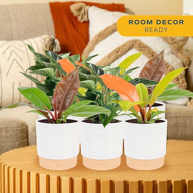 Costa Farms Live Philodendron Indoor Plants (6-Pack), Hand-Selected Assorted Easy Care Houseplants in 6-Inch Decorative Pots, Tropical Indoor Plant Mix, Air Purifying Room Decor, 12-18 Inches Tall