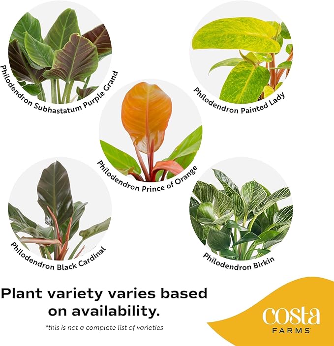Costa Farms Live Philodendron Indoor Plants (6-Pack), Hand-Selected Assorted Easy Care Houseplants in 6-Inch Decorative Pots, Tropical Indoor Plant Mix, Air Purifying Room Decor, 12-18 Inches Tall