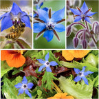 Seed Needs Borage & Chives Seeds for Planting Fresh Kitchen Herbs - Non-GMO Heirloom & Untreated Perennial Herb Seed to Plant a Culinary Garden Indoors or Outdoors (2 Packs)