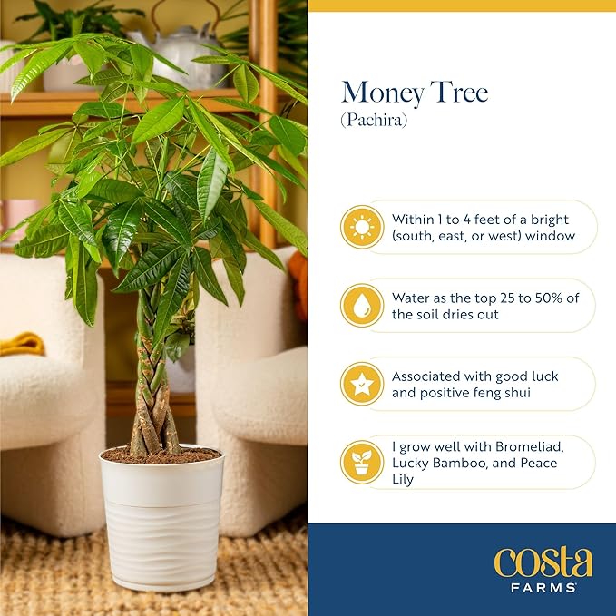 Costa Farms Live Money Tree Plants (2-Pack), Large Indoor Plant 3-4 Feet Tall with Braided Trunk, Easy Care Floor Houseplants in 10-Inch Decor Pots, Pet Friendly Housewarming Gift & Office Decor