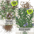 Seed Needs Rosemary & Thyme Seeds for Planting Fresh Kitchen Herbs - Non-GMO Heirloom & Untreated Perennial Herb Seed to Plant a Culinary Garden Indoors or Outdoors (2 Packs)