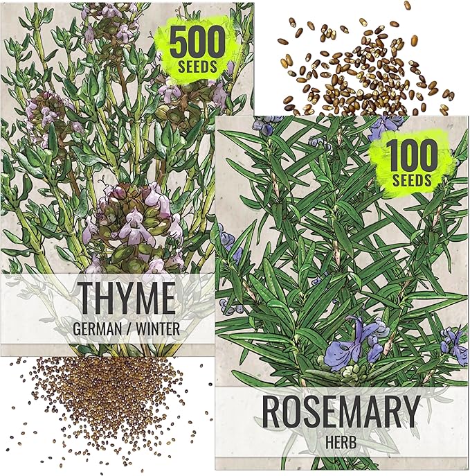 Seed Needs Rosemary & Thyme Seeds for Planting Fresh Kitchen Herbs - Non-GMO Heirloom & Untreated Perennial Herb Seed to Plant a Culinary Garden Indoors or Outdoors (2 Packs)