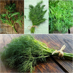 Seed Needs Cilantro & Dill Seeds for Planting Fresh Kitchen Herbs - Non-GMO Heirloom & Untreated Perennial Herb Seed to Plant a Culinary Garden Indoors or Outdoors (2 Packs)